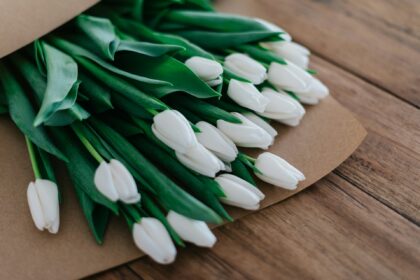 tulipany jak dbać