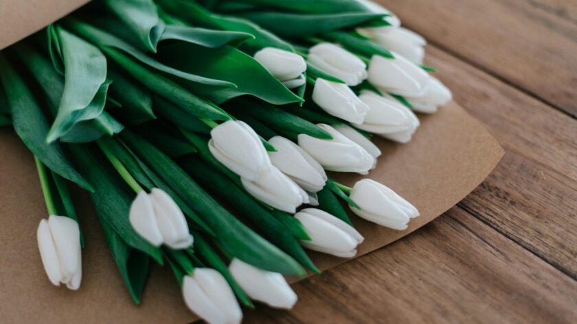 tulipany jak dbać