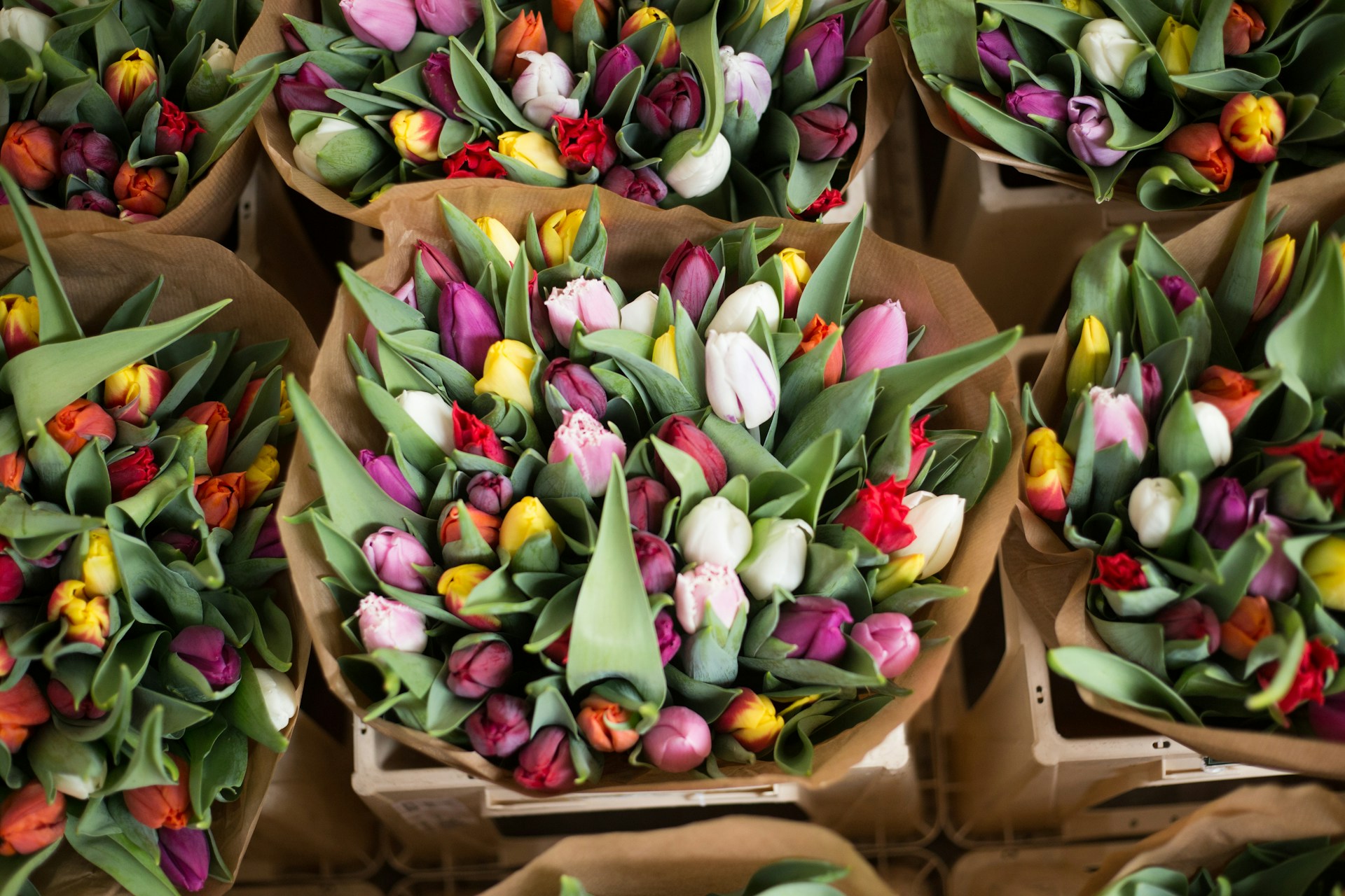 tulipany świeże